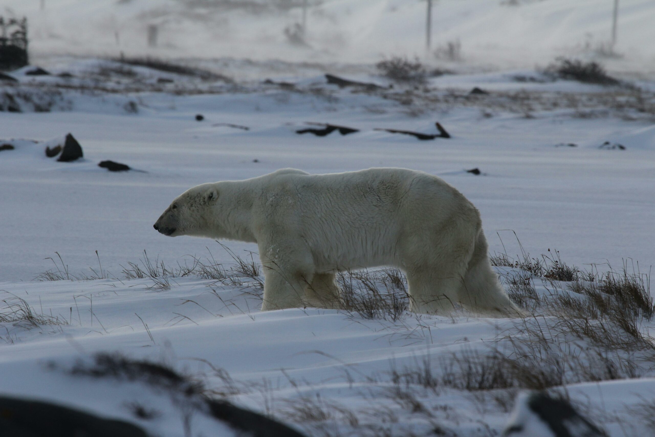 Churchill: La Capital Mundial del Oso Polar